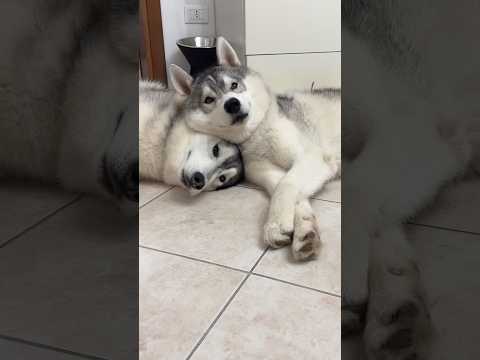 POV: Quando decidi di prendere un SECONDO CANE 😱🐶🤭 #cane #cani #dog #dogs #comedy thumbnail