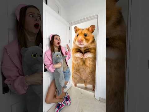 OMG Can Player escape from the Hamster? thumbnail