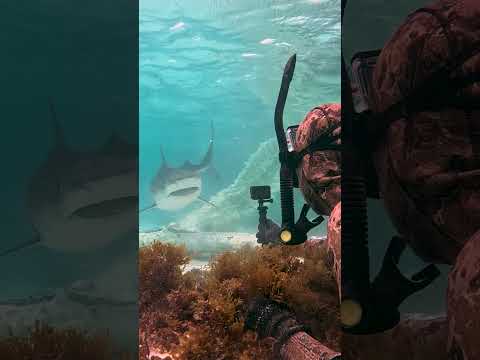 Damn Nature is Crazy! (Shark eats Whale) thumbnail