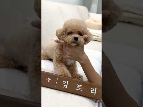 천재견 토리 소환술 thumbnail