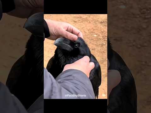 A Bird That Could Make You Rich? thumbnail
