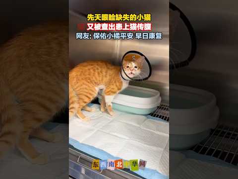 小橘猫生病，患上猫传腹住院治疗 thumbnail