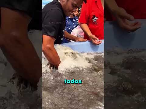 ASÍ PUEDES CONSEGUIR MARISCOS GRATIS!! 😯 thumbnail
