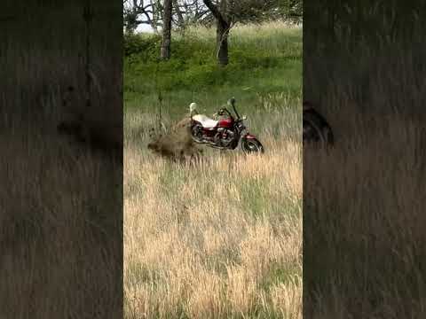 I guess I’ll have to get rid of the bike then… thumbnail
