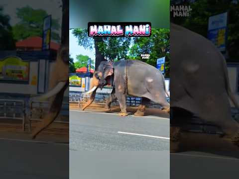 குட்டி கோல்டு ? அர்னால்டு ? டேய் பாகா நீ என் மேல எக்ஸ்ட்ரா லக்கேஜ் ஏத்தினேன் போறதுக்கு என் மகன் ? thumbnail