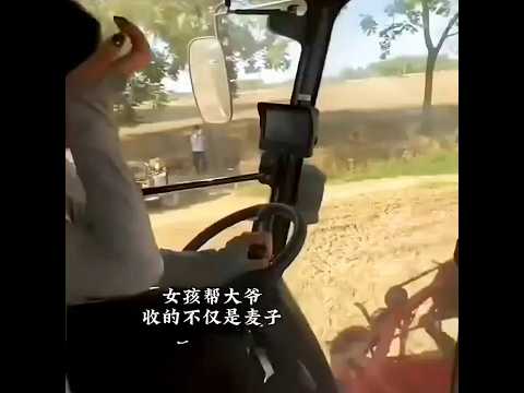 ?? 侠气女孩开收割机助孤寡老人抢收，免费送粮到家守住希望 ?? Golden Fields of Hope: Girl reaps Wheat for a Lonely Elder thumbnail