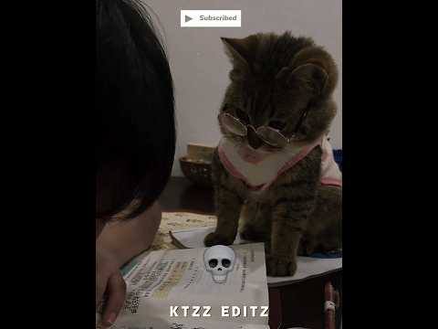 The Smartest Cat Ever 💀 thumbnail