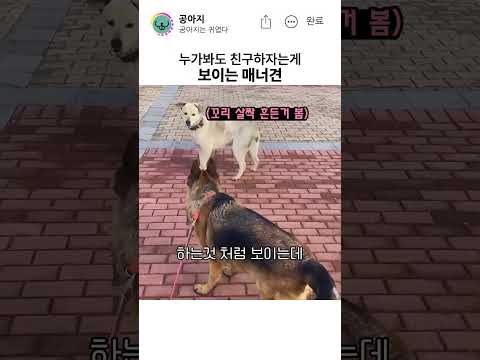 넘 매너있고 스윗함 #반려견 #강아지 thumbnail