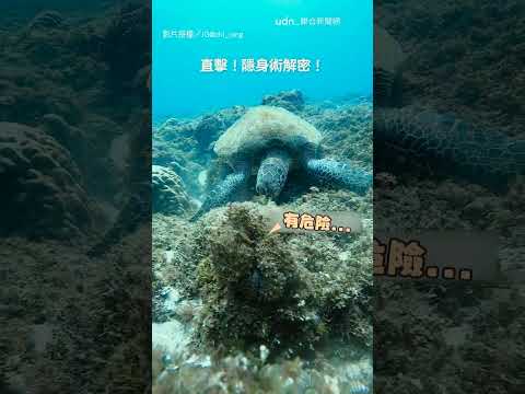 【行雲流水】章魚偽裝礁石卻遇上海龜 瞬間逃跑再變身超神奇｜章魚｜海龜｜變身｜海洋｜神奇 thumbnail