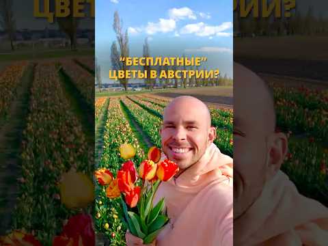 Букет прямо с грядки по 1€ за цветок в черте Вены – как это возможно? ? #австрия #учебазарубежом thumbnail