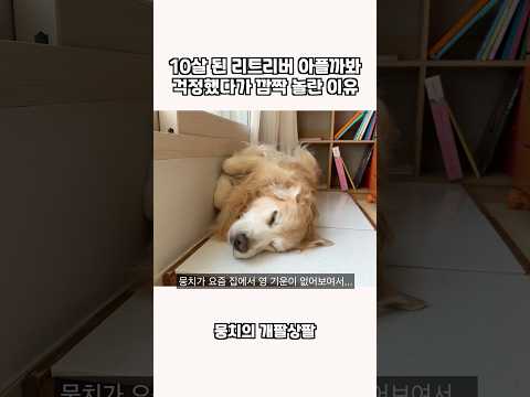 10살 된 리트리버 아플까봐 걱정했다가 깜짝 놀란 이유 ㅋㅋㅋ thumbnail