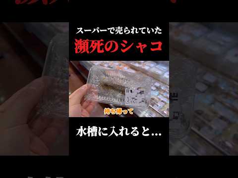 スーパーで購入したシャコを飼育してみた！ thumbnail