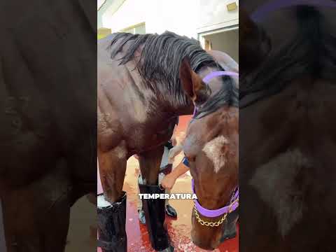 Il segreto dopo la gara 🐎 thumbnail