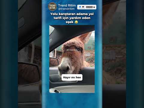 Yolu Karıştıran Adama Yardım Eden Eşek ?? thumbnail