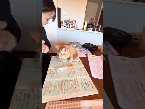 テスト勉強の邪魔をされ更に大切なレジュメを食われる友達 #子猫 #茶トラ #保護猫 #shorts thumbnail