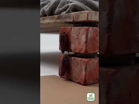 Insect Prevention Tips When Setting Up Temporary Beds thumbnail