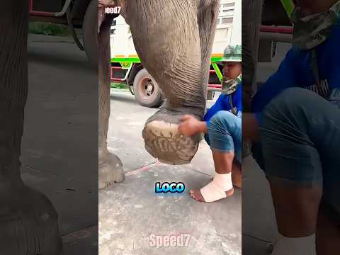 ¡Papá Sacó Un Clavo Enorme Al Elefante! 😱🔥 thumbnail
