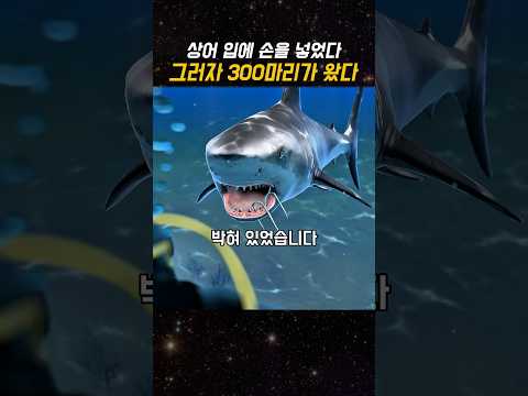 상어 입에 손을 넣었다 | 그러자 300마리가 왔다 thumbnail