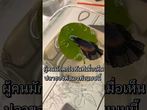 ทำไมปลากัดถึงชอบนอนบนใบไม้ thumbnail
