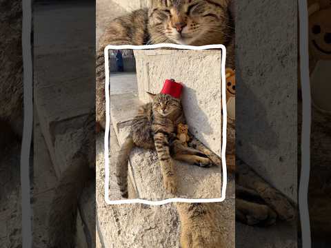This cute Istanbul tabby was supurrrbly tame! ? thumbnail