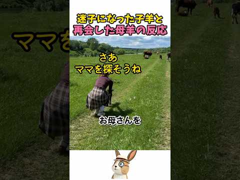 子羊と再会した母羊の反応 thumbnail