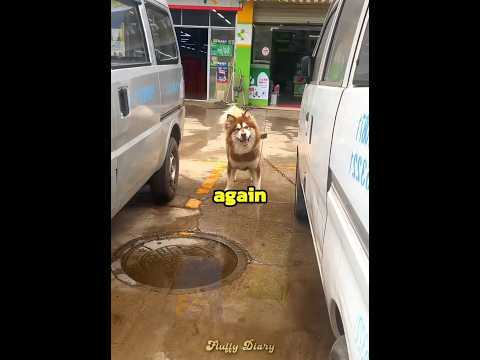 This dog wanted to play a game ??? thumbnail