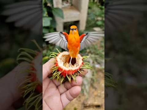 Ảo thế nhỉ thumbnail