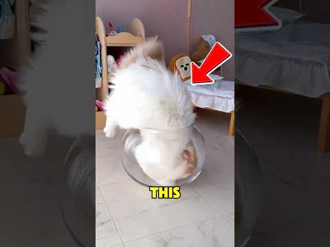 You Won’t Believe Cats Can Do This ‼️🤯 thumbnail