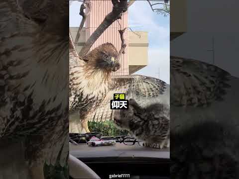 鷹が狩りに失敗した理由 ? thumbnail