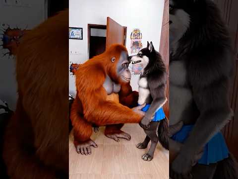 Marvelous funny prank Funny gorilla monkey dog video Dancing Polish Cow swim funny video ASMR thumbnail