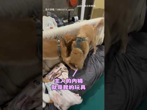 【修但幾咧】2隻狗狗玩拔河嗨翻！ 定睛一看竟是主人的XX｜狗狗｜拔河 thumbnail