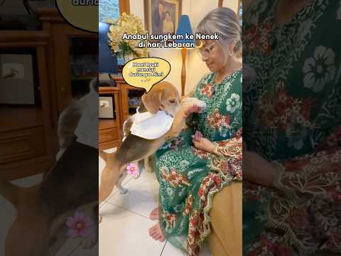 ANABUL SUNGKEMAN LEBARAN KE NENEK‼️😍 RYURAI DAPET THR DARI MIMI🥰 #shorts #anjinglucu thumbnail