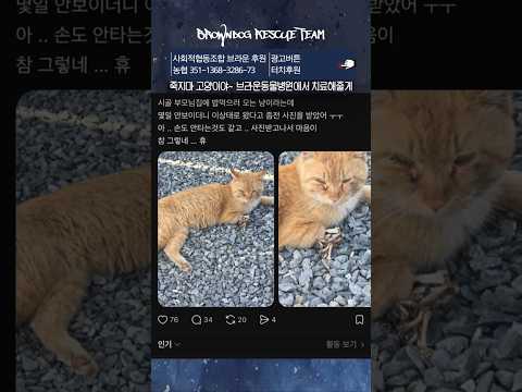 죽지마 고양이야~ 브라운동물병원에서 치료해줄게! #고양이 thumbnail