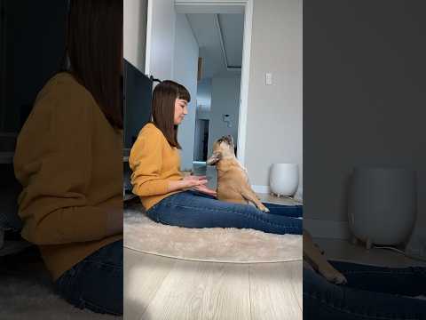 One Of The Best Dog Videos 😭❤️**We Miss These Trust Falls thumbnail