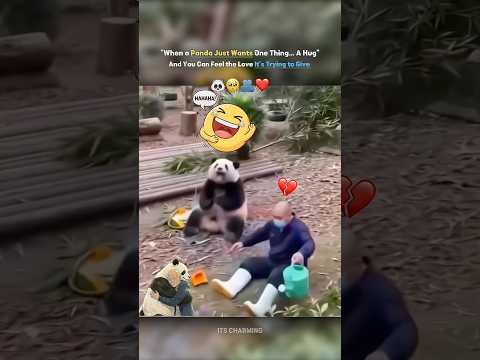 Pure Love Needs No Words — Sometimes Just One Hug Is Enough to Feel Everything 🐼✨ thumbnail
