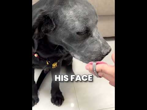 Black Dog want makeup so badly ?♥️ #shortsviral thumbnail
