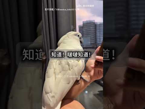 【超聰明】粉絲送畫像給鸚鵡 認真欣賞後 萌回：我知道囉｜鸚鵡｜巴丹鸚鵡｜寵物｜可愛 thumbnail