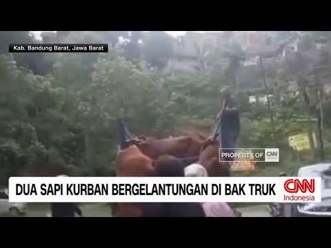 Dua Sapi Kurban Bergelantungan di Bak Truk thumbnail