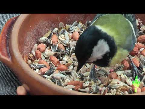 Great Tit feeding from my hands thumbnail