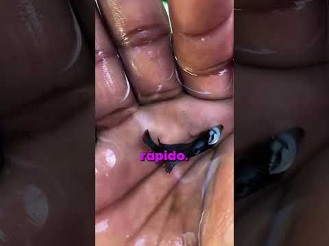ASÍ ES COMO CRECE UN PEZ!! 😯 thumbnail