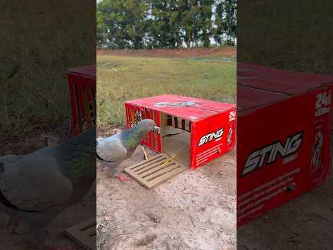 Really Quick Pigeon Trap Using Cardboard Box #youtubeshorts thumbnail