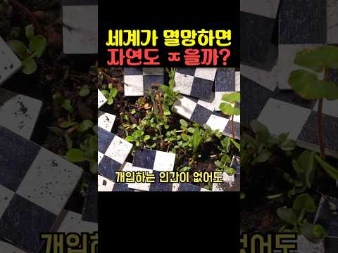 세계가 멸망하면 자연도 ㅈ을까 thumbnail