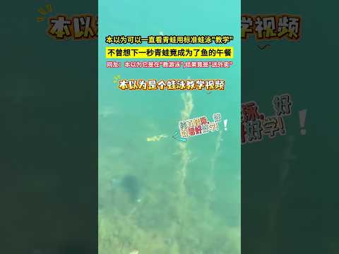 本以為可以一直看青蛙用標準蛙泳"教學"，不曾想下一秒青蛙竟成為了魚的午餐，網友：本以為它是在"教游泳",結果竟是"送外賣"！#shorts#万万没想到 thumbnail