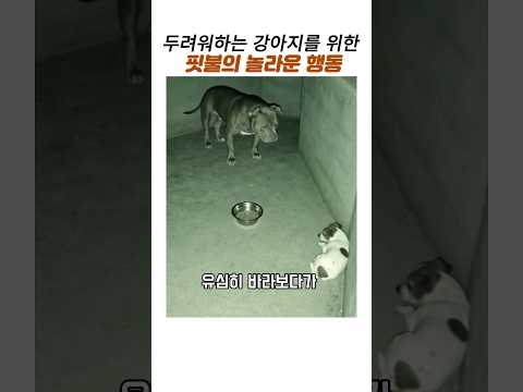 보호소 구석에있는 강아지를 위한 핏불의놀라운행동#감동동물#핏불#유기견 thumbnail