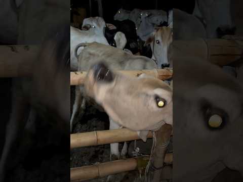 Pemberian multivitamin pada sapi kurus sekandang thumbnail