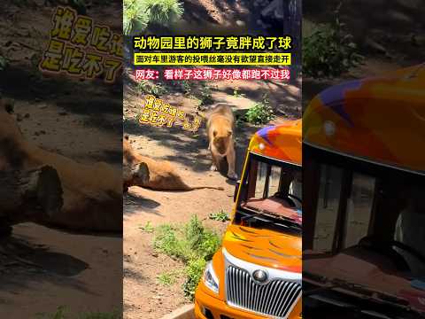 動物園裡的獅子竟胖成了球，面對車裡遊客的投餵絲毫沒有慾望直接走開，網友：看樣子這獅子好像都跑不過我！#shorts#狮子 #搞笑 thumbnail