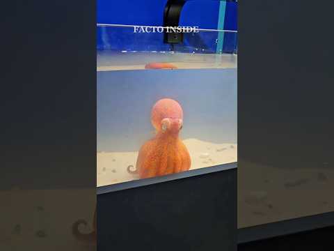 Они умнее 4-летних детей! На что СПОСОБНЫ осьминоги? 🧠🐙 thumbnail