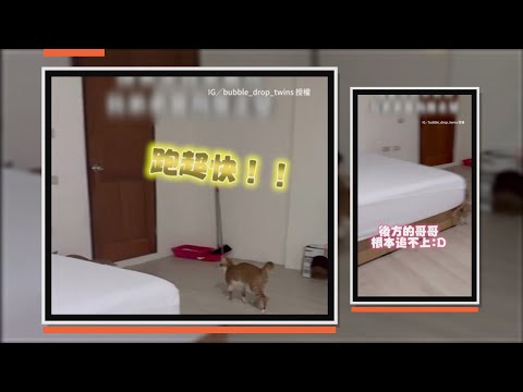 貓咪兄弟在房間玩追逐戰　牠飛簷走壁彈跳力超強！ thumbnail