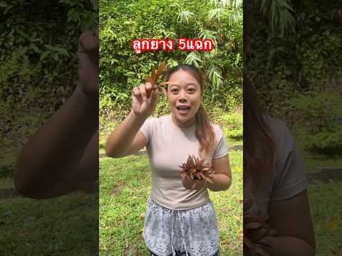 โปรยลูกยาง 20 ดอก!! 🪃🚁 #ลองดู #ลูกยาง5แฉก #ฝากติดตาม #หมูหมีจัดให้ #amazing thumbnail