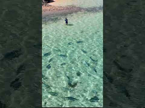 Trying To Hand Spear GIANT Fish! thumbnail